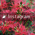 instagram アクセストークン